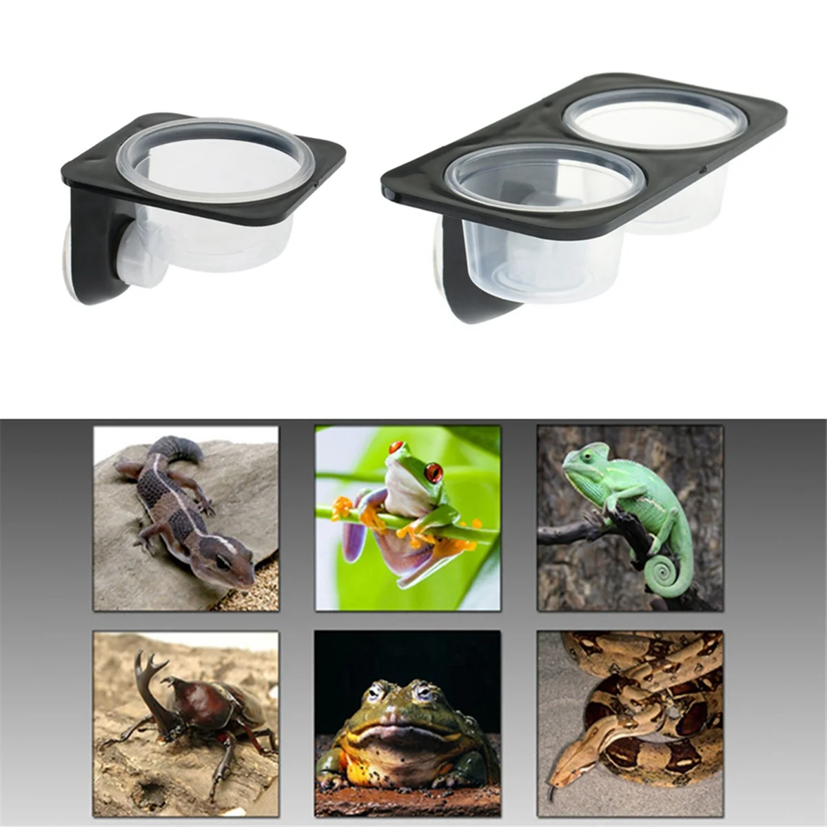 Cuencos de alimentación con ventosa para Reptiles y anfibios, contenedor de comida con tazón para comida y agua, Gecko