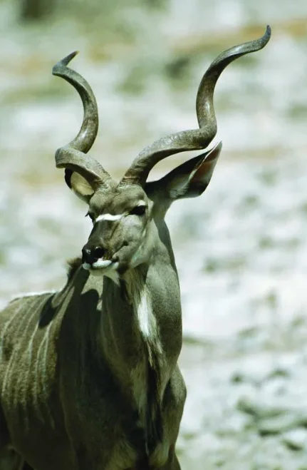 

BETAFPV Meteor75 Pro Drone Frame Quadcopter FPV Brushless Drone Accessories