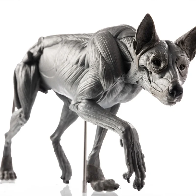 EVOLABORATORY 1/8 Wolf Muscle Anatomy Canis Lupus Model Wild Animal Educational Realistic Scene Decor Figure Collector Art Toy