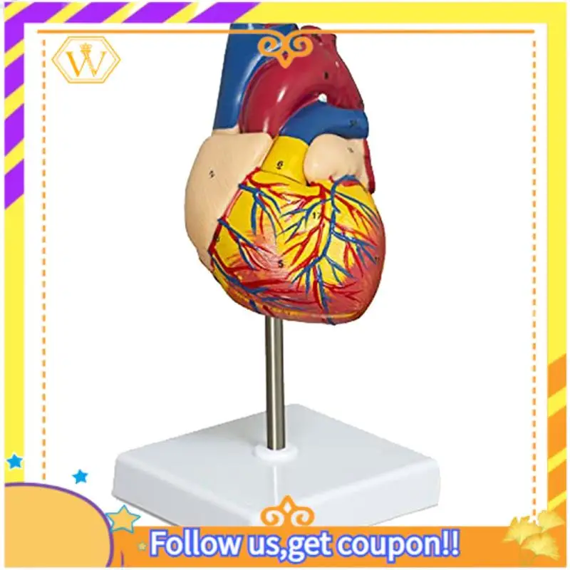 

Heart Model 2-Part Deluxe Life-Size Human Heart Model Anatomy With 34 Anatomical Structures, Anatomical Heart