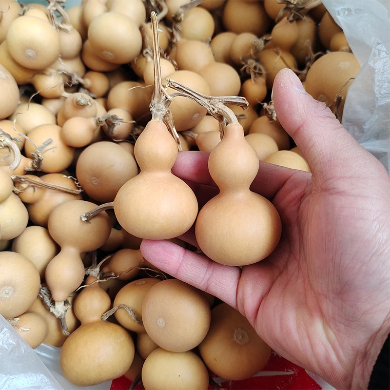 Mini Natural Dry Gourds Craft Small Calabash Gourd Fengshui Bagua Hulu /Dried Lagenaria siceraria Gourds