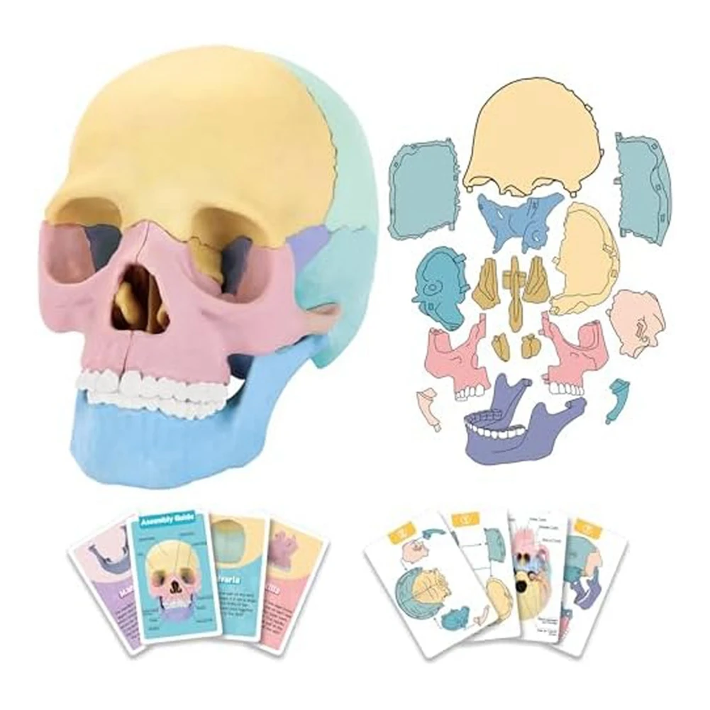 ABVC 1Set Anatomy Skull Model Human Anatomy Skull Puzzle Detachable Mini Human Skull Model Silica Gel