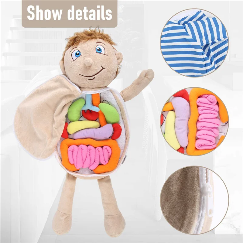 

Kids Assembled Plush Body Organs Toy Human Body Anatomy Plush Doll Science Teaching Aids Tool Educational Toys-AA02