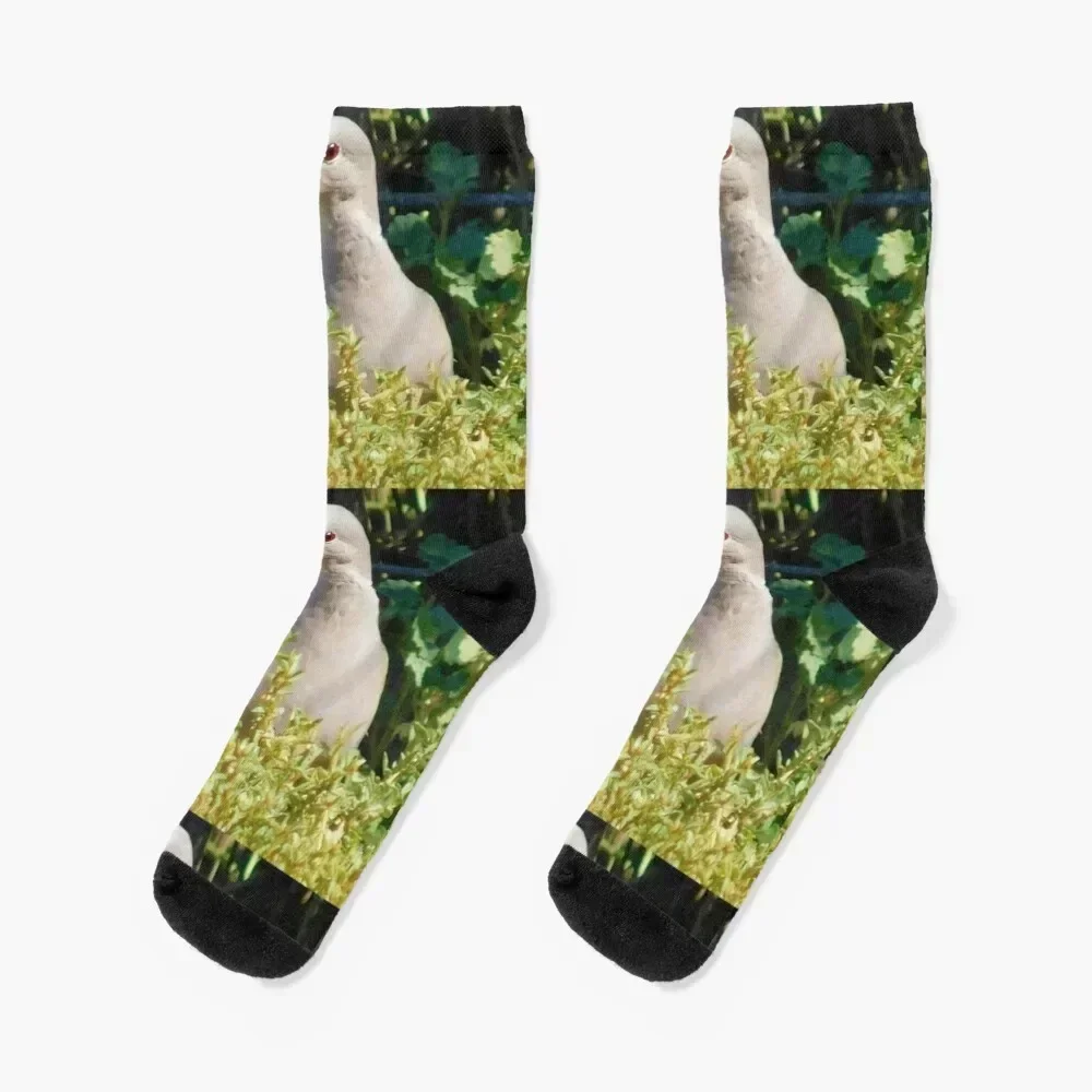 Mourning dove Socks compression japanese fashion winter thermal Woman Socks Men's