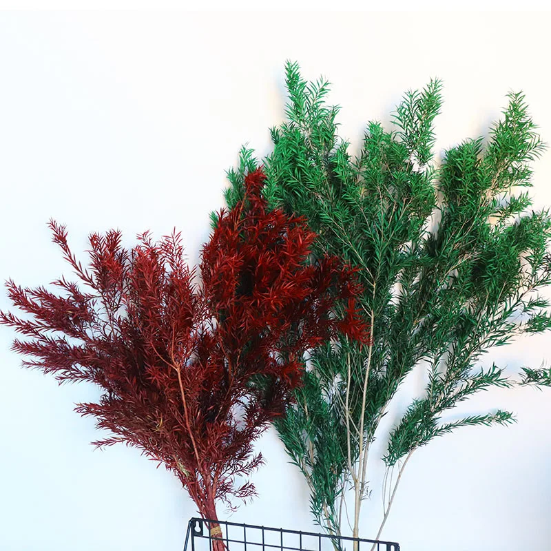 

100~120g/50~60cm Melaleuca Real Dried Flowers Natural Preserved Flower Holiday Wedding Party Home Decoration Plant Simulation