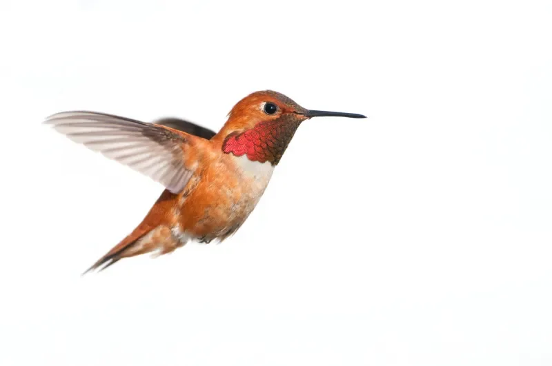 مروحة Gemfan Hurricane 7035 - 3 شفرات، نايلون كربون من الألياف الزجاجية المعزز لأجزاء الطائرة بدون طيار FPV Cinelifter