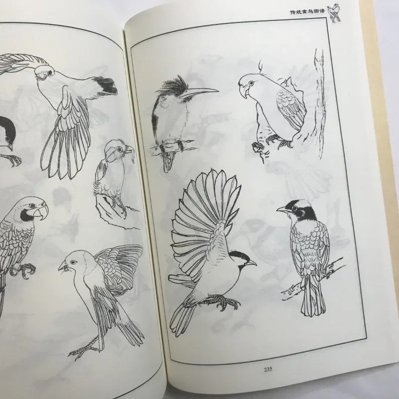 Bird Painting Tutorial Art Book Traditional Illustrations of Birds Reference Images Phoenix Line Drawing Peacock Eagle Magpie