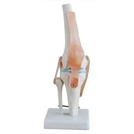 

Functional flexible bending orthopedic knee joint teaching model, natural large knee joint model