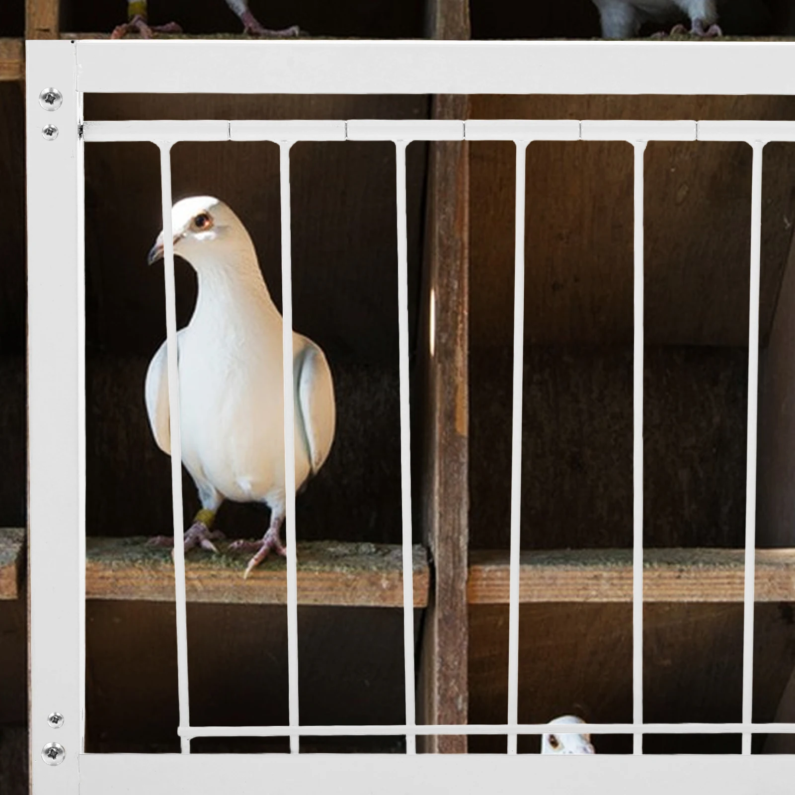 

Stainless Steel Pigeon Cage Door One Way Bird Trap Door for Small Birds Durable Pigeon Supplies Easy Entry Exit pigeon traps