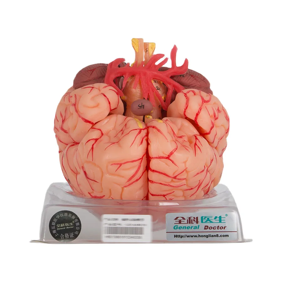 Medical Science Anatomical Model Brain with Arteries GD/A18220