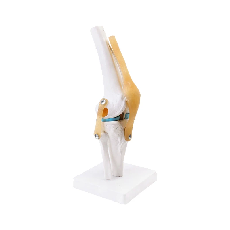 1:1 Flexible Knee Joint Model with Ligaments and Base Femur Tibia and Fibula Bone Anatomy Model Medical Teaching