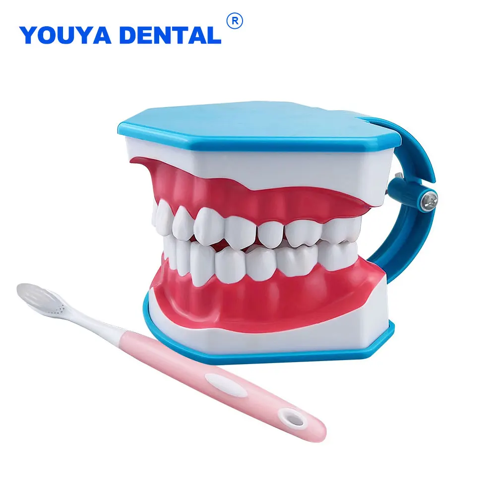 Dental Large Teeth Model With Tongue & Toothbrush Brushing Models For Teaching Studying Education Model Dentistry Dentist Materi