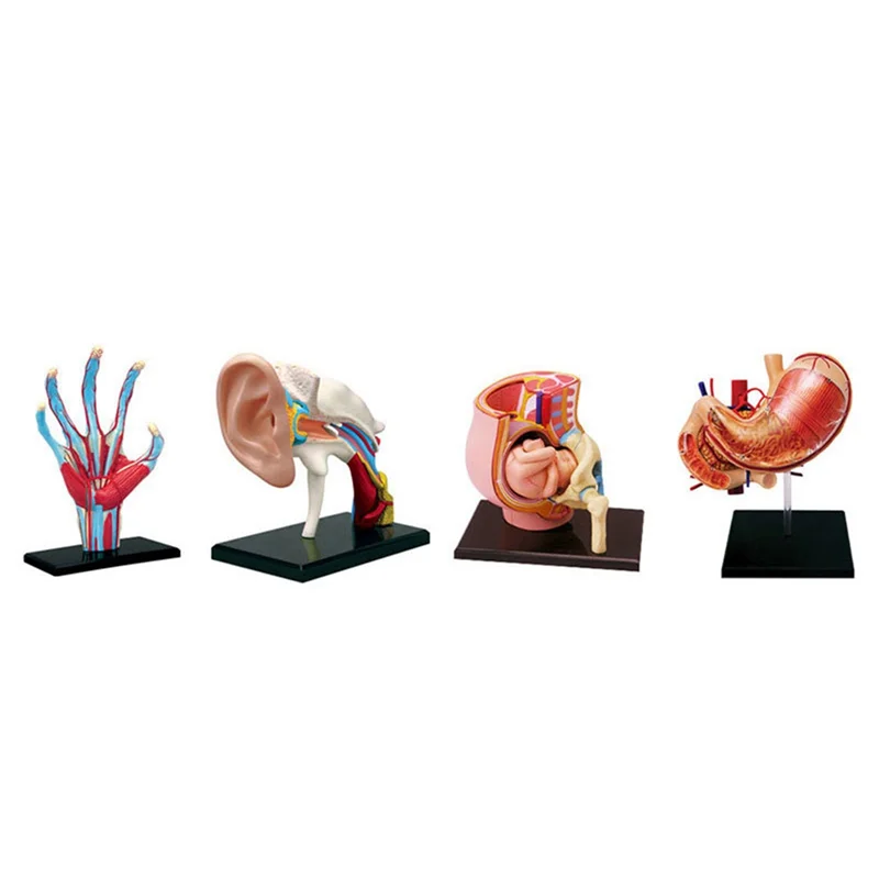 EF--Torso Human Body Model Removable Parts Education Organs Model For Teaching Study Class Students