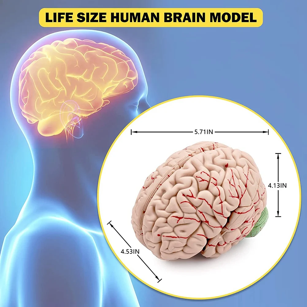 Human Brain,Life Size Human Brain Anatomy Model with Display Base, for Science Classroom Study & Teaching Display B