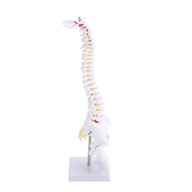 45Cm Flexible 1:1 Adult Lumbar Bend Spine Model Humans Skeleton Model With Spinal Disc Pelvis Model Used For Massage ,Yoga