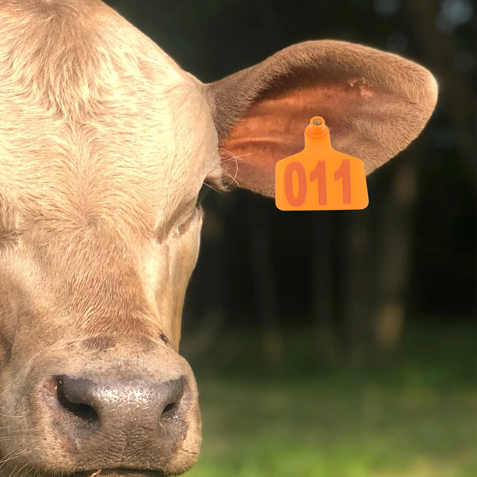 

100pcs Cow Ear Tags Bright Plastic Animal ID Tag for Cattle Sheep Livestock Durable Numbered Marking Tags