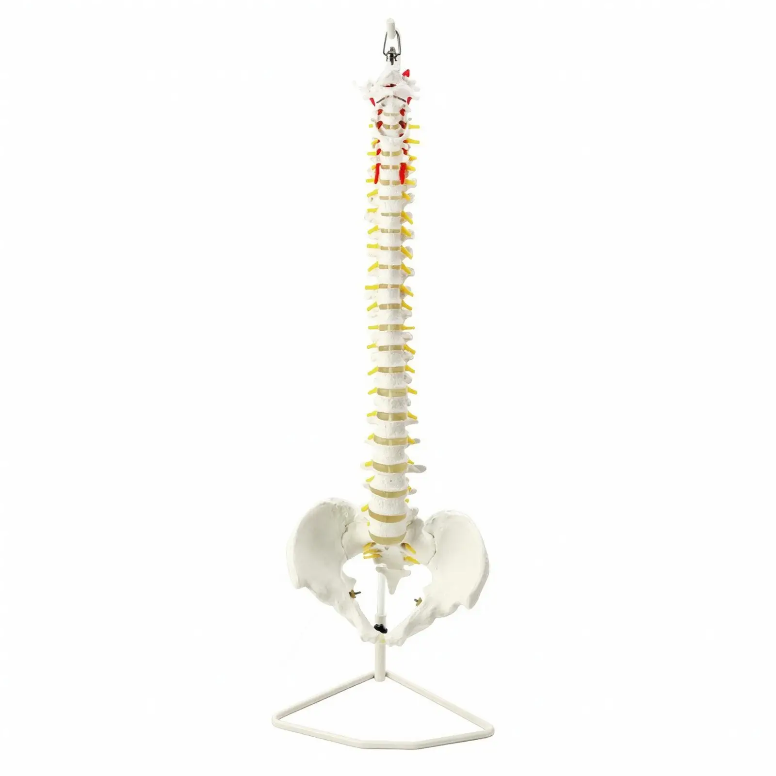 Medical Human Spine Structural Model | Detailed Vertebrae Structure Construction, Spine Model with Pelvis, for vertebral study