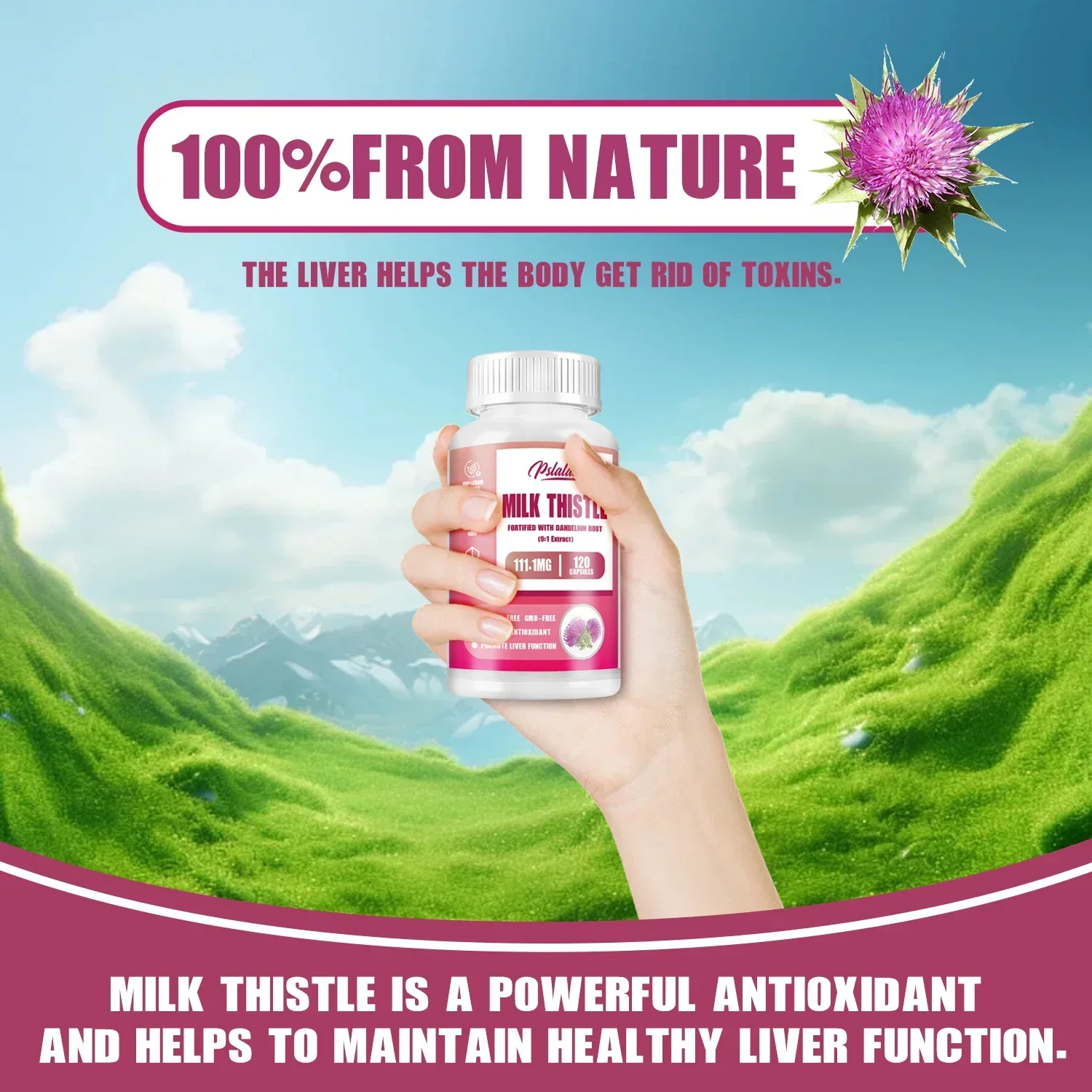 شوك الحليب - مع الهندباء - مضادات الأكسدة، تنظيف وإصلاح الكبد، تعزيز المناعة، وتعزز صحة الجهاز الهضمي