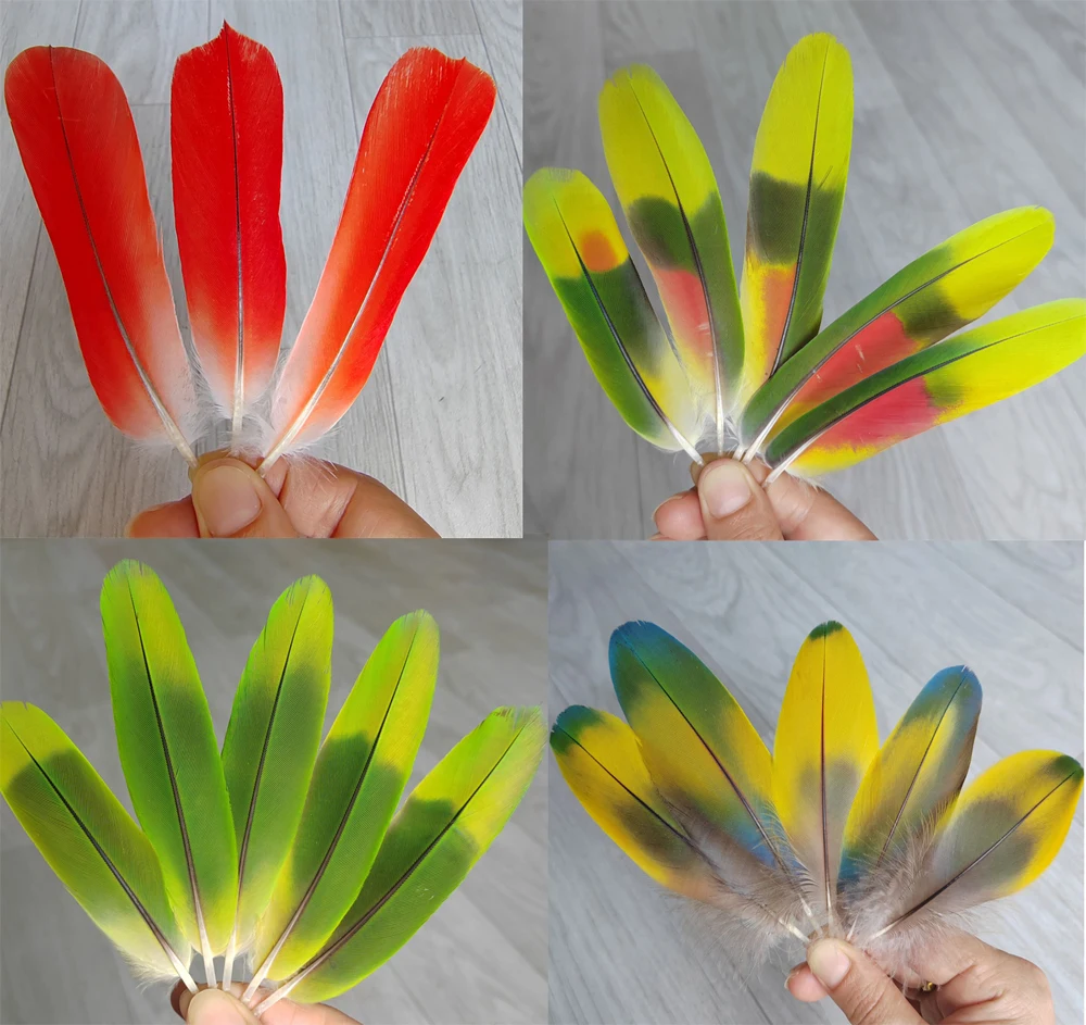 5Pc Nature Vibrant Green/Red/Yellow Parrot Small Wing Feathers,Captive Raised Real Parrot Feathers,9-14cm long,Very Rare