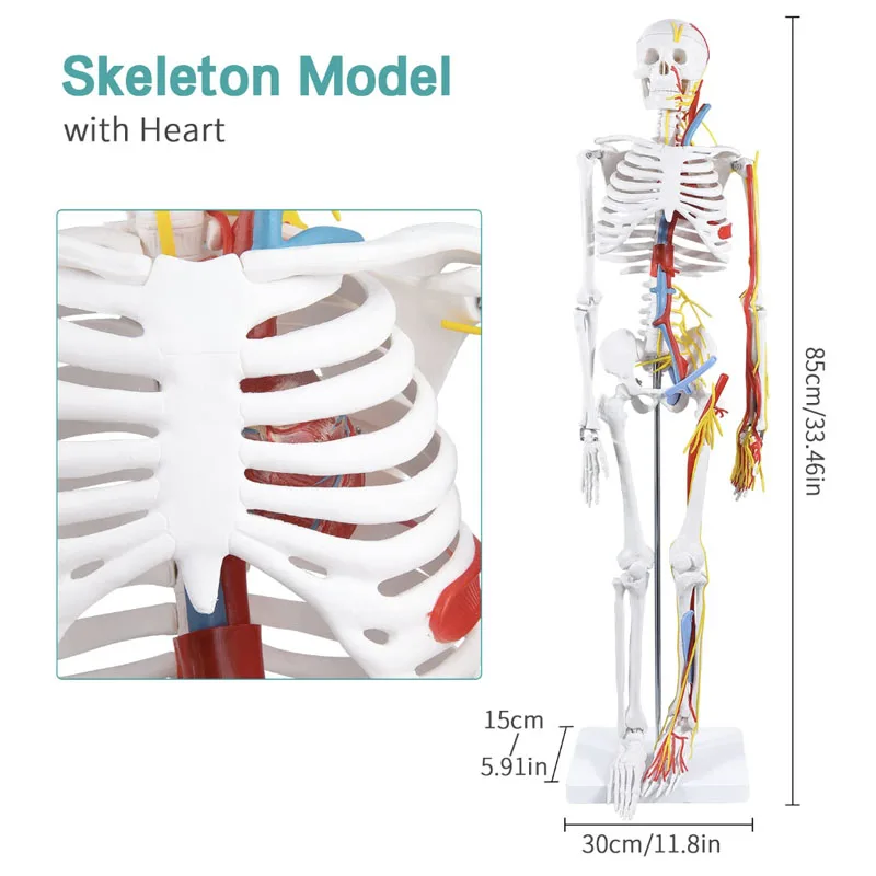 Modelo anatómico 1/2, esqueleto humano de tamaño real de 85cm, incluye vasos sanguíneos nervios, recursos de enseñanza de ciencias médicas del