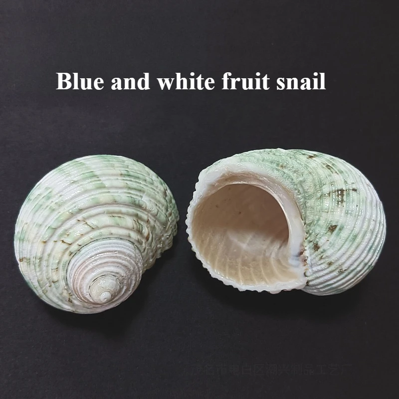 New Blue and White Snail Natural Non-dyeing Hermit Crab Replacement  Conch Shell Creative Aquarium Fish Tank Landscaping