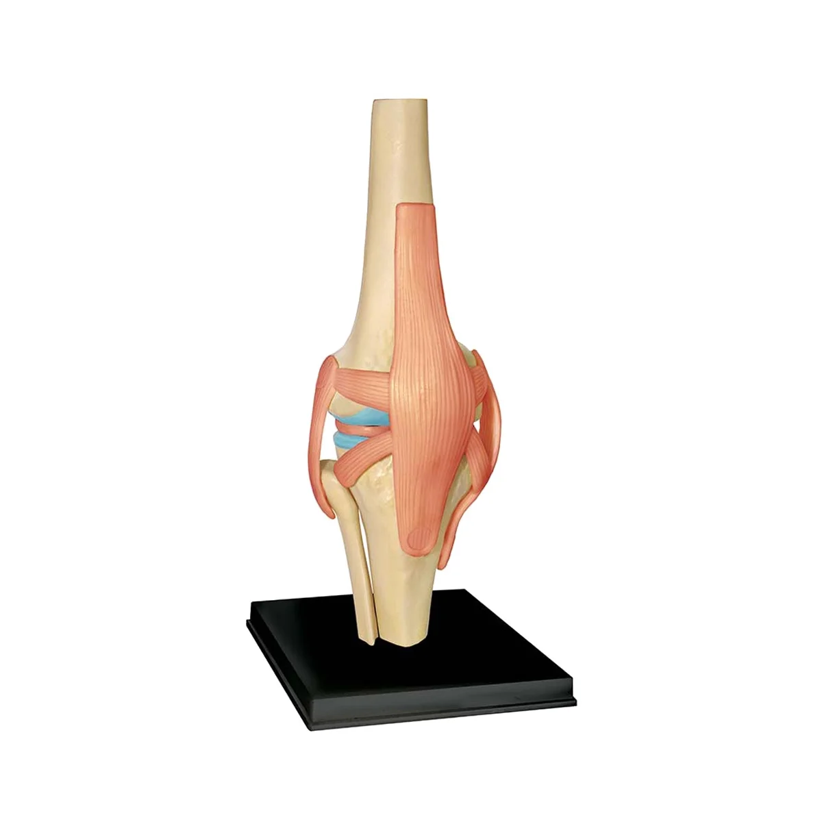 Medical Torso Human Body Model Education Knee Joint Organs Model for Student Teaching Study Assembling Model