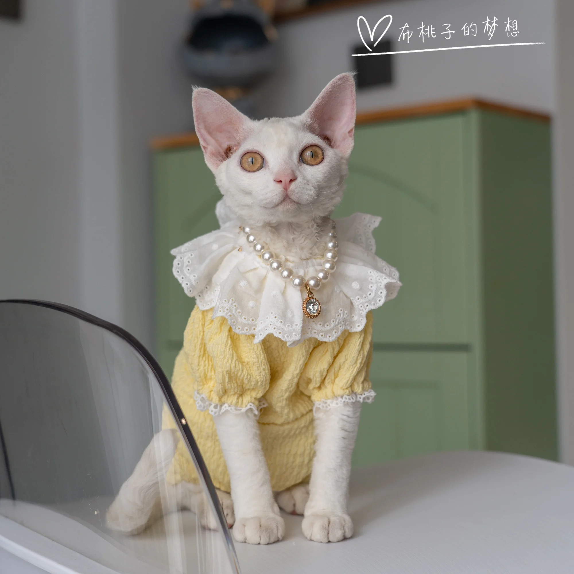 Yellow Sphynx Cat Clothes Cotton T-shirt Fashion Cartoon Undercoat For Devon Rex Soft Coat for Kittens Devon Rex Soft Cat Things