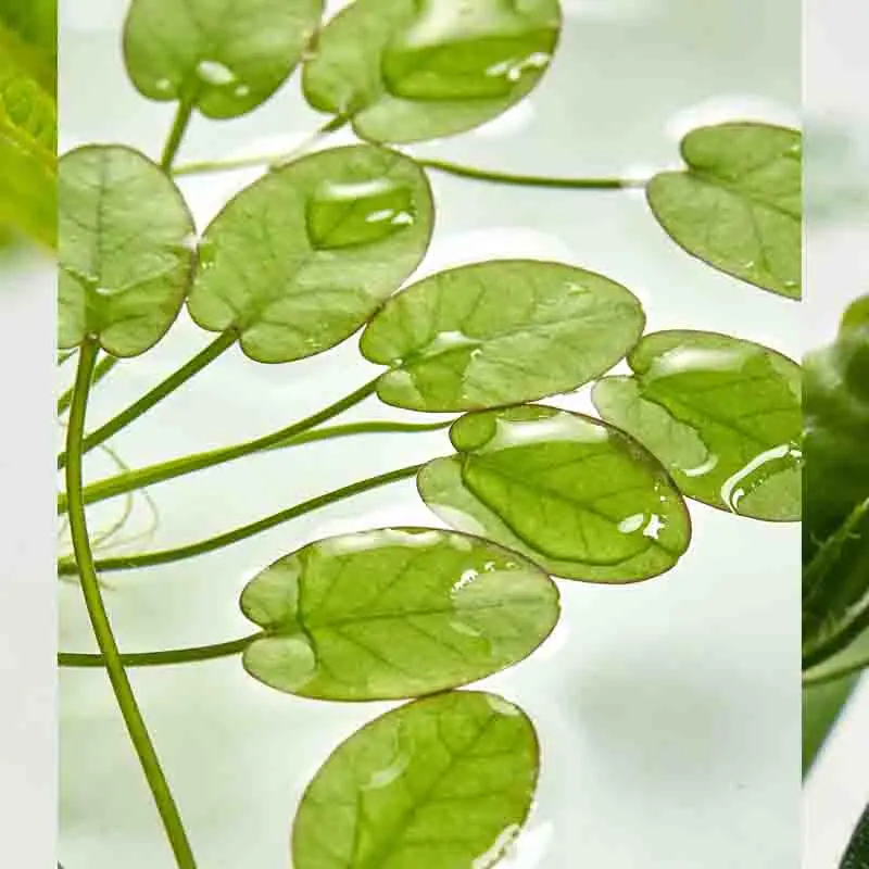 

Усилитель сигнала CADDX Walksnail Avatar для передачи видео на большие расстояния с улучшенным качеством изображения, запчасти для радиоуправляемых моделей