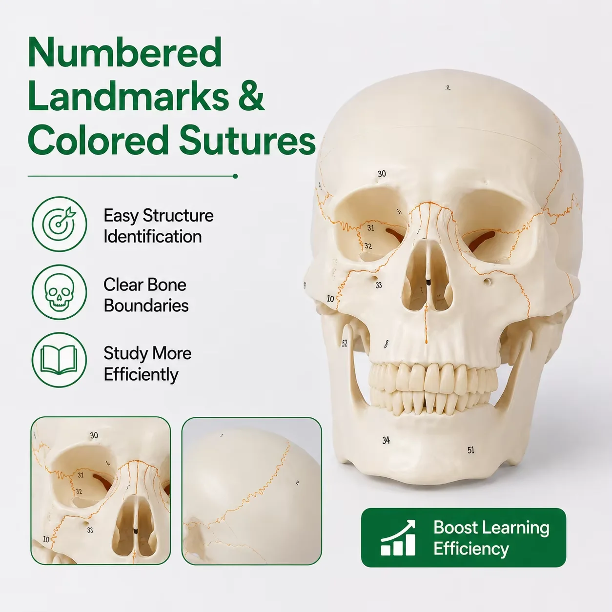 Human Head Skull Anatomical Model, Life Size 51 Numbered 3-Part PVC with Painted Sutures, Medical Anatomy Teaching Aid