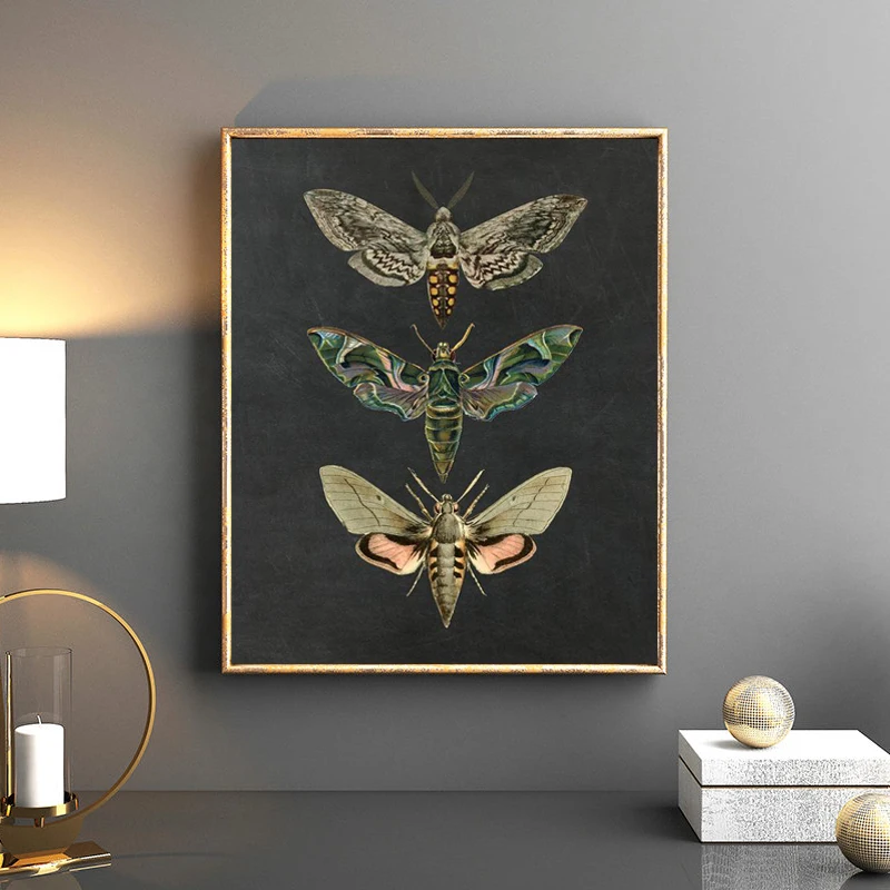 Moth Nature Insect Prints Vintage Poster Home Wall Decor , Animal Educational Picture Canvas Painting Kids Room Art Decoration