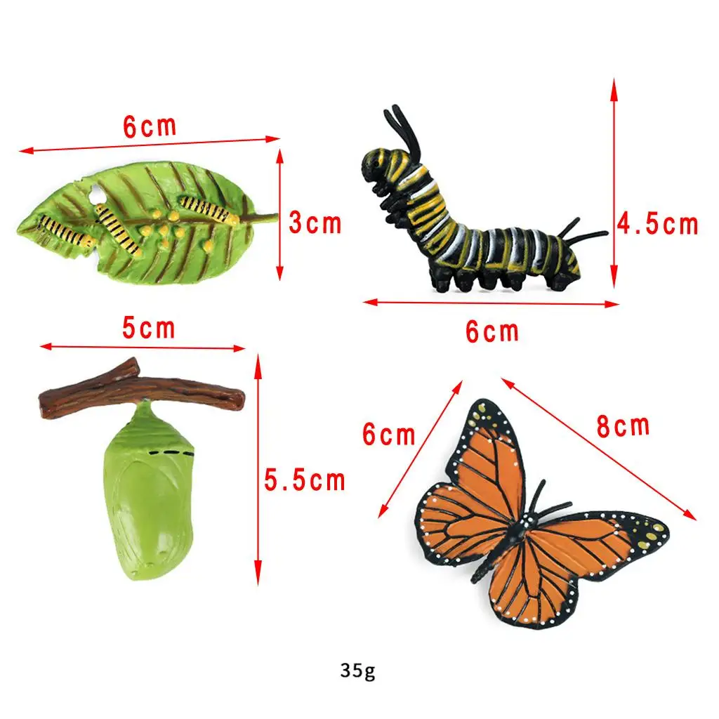 Nature Insects & Plants Growth Figure Kids Pre-school Learning Biology Toys