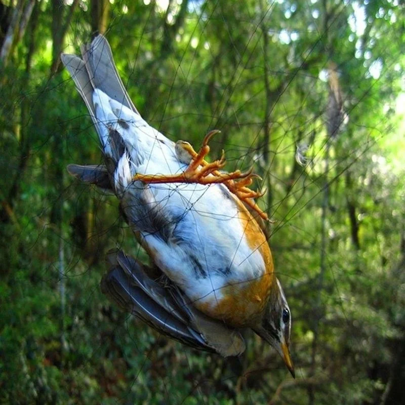 

Сетка противоптичья 15 м, защитная, для сельского хозяйства и садов, предотвращает повреждения, поставка