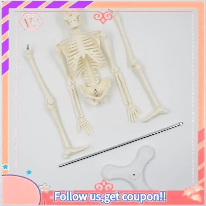 

Upgraded 3X 45CM Human Anatomical Anatomy Skeleton Model Poster Learn Aid Anatomy Human Skeletal Model