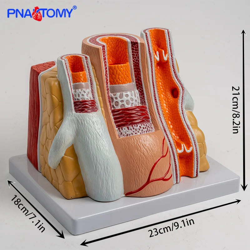 Simulated human arterial and venous vascular amplification hierarchical structure anatomy cardiovascular model artery and vein