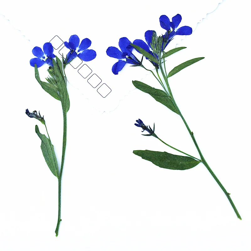 12 Stück, 6-10 cm, natürliche Lobelia-Pressblumen, echte getrocknete Blumen für wissenschaftliche Präsentationen, DIY-Lesezeichen, Lampendekoration, Harzanhänger, Bastelzubehör – Detail 6