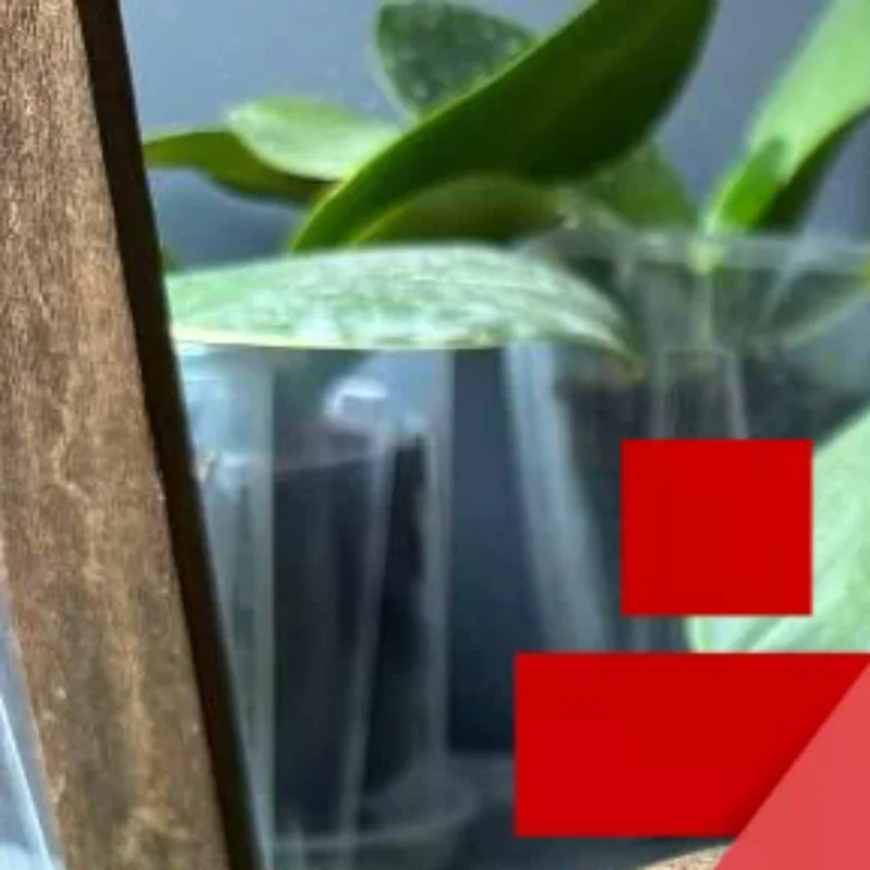 

Soil For Butterfly Orchids Prevents Root Rot Good Breathability Repotting Dendrobium Orchids And Other Orchidaceae Species