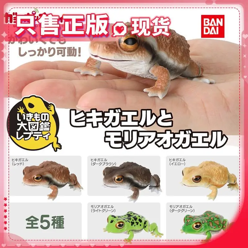 الأصلي بانداي غاشابون خريطة بيولوجية كبيرة الحيوان قرون الضفدع Lepidobatrachus Llanensis محاكاة المنقولة عمل نموذج لجسم