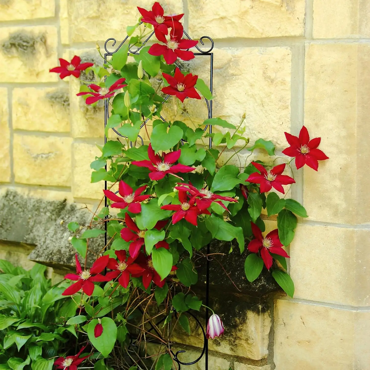 تعريشة الحديقة 4 عبوات 48 بوصة ارتفاع × 12.5 بوصة عرض تعريشة تسلق النباتات المعدنية مناسبة للنباتات ذات الأصياد نباتات التسلق الداخلية والخارجية