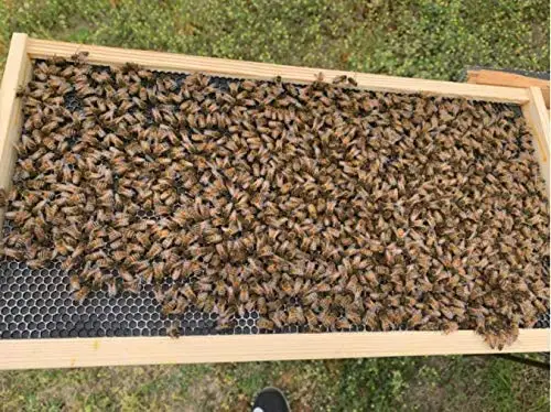 Bee Hive Foundations Sheets Waxed Coated Comb 9" Heavy 10 Pcs Honey DEEP Brood Beehive Plastic