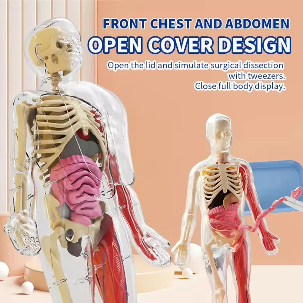 Glow in the Dark Human Skeleton Organ Anatomy Scientific Model Kit Assembly 3D Educational Human Body for Kids Chiristmas Gifts