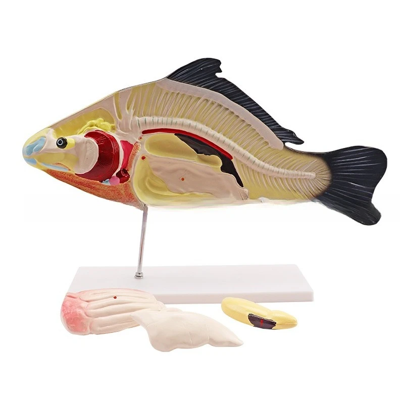 

SM-M47 fish anatomy model, biology teaching model