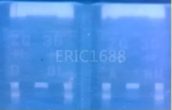 Free Shipping Zg 36…