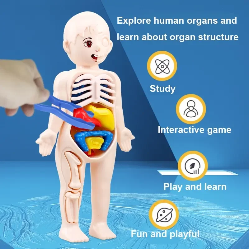 Human Body DIY Assembly 3D Puzzle Anatomy Model Teaching Process Organ Assembled Toys Body Organ Education for Children