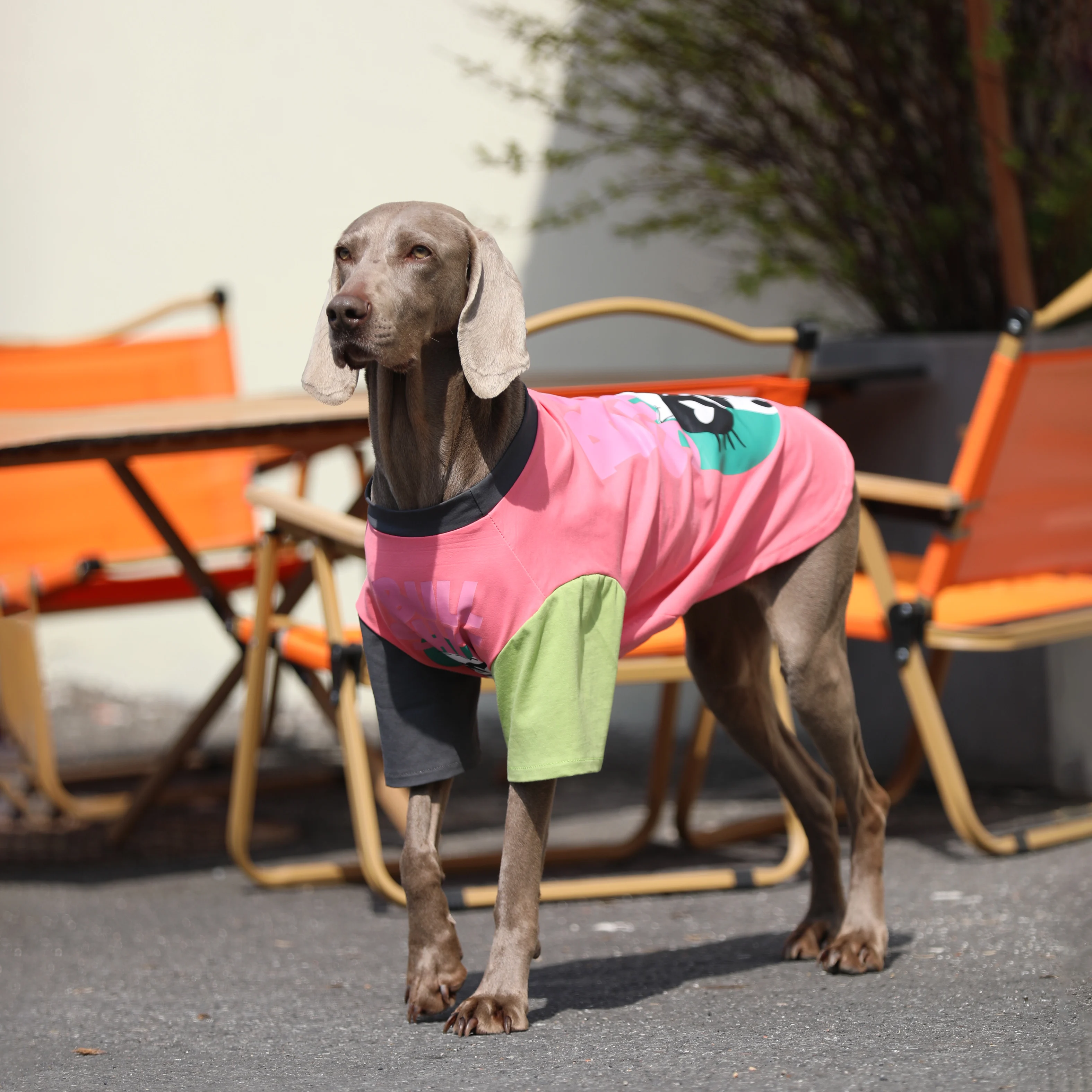 

Spring Summer Patchwork Big Dog T-shirt Golden Retriever Labrador Outfits Fashion HairPprevention Costume for Medium Large Dogs