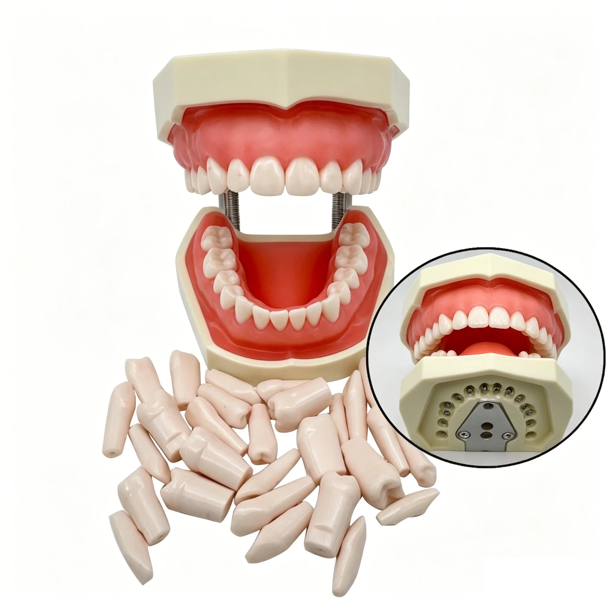 28 teeth oral teaching removable tooth model dentures oral practice exam resin standard dental teaching aids