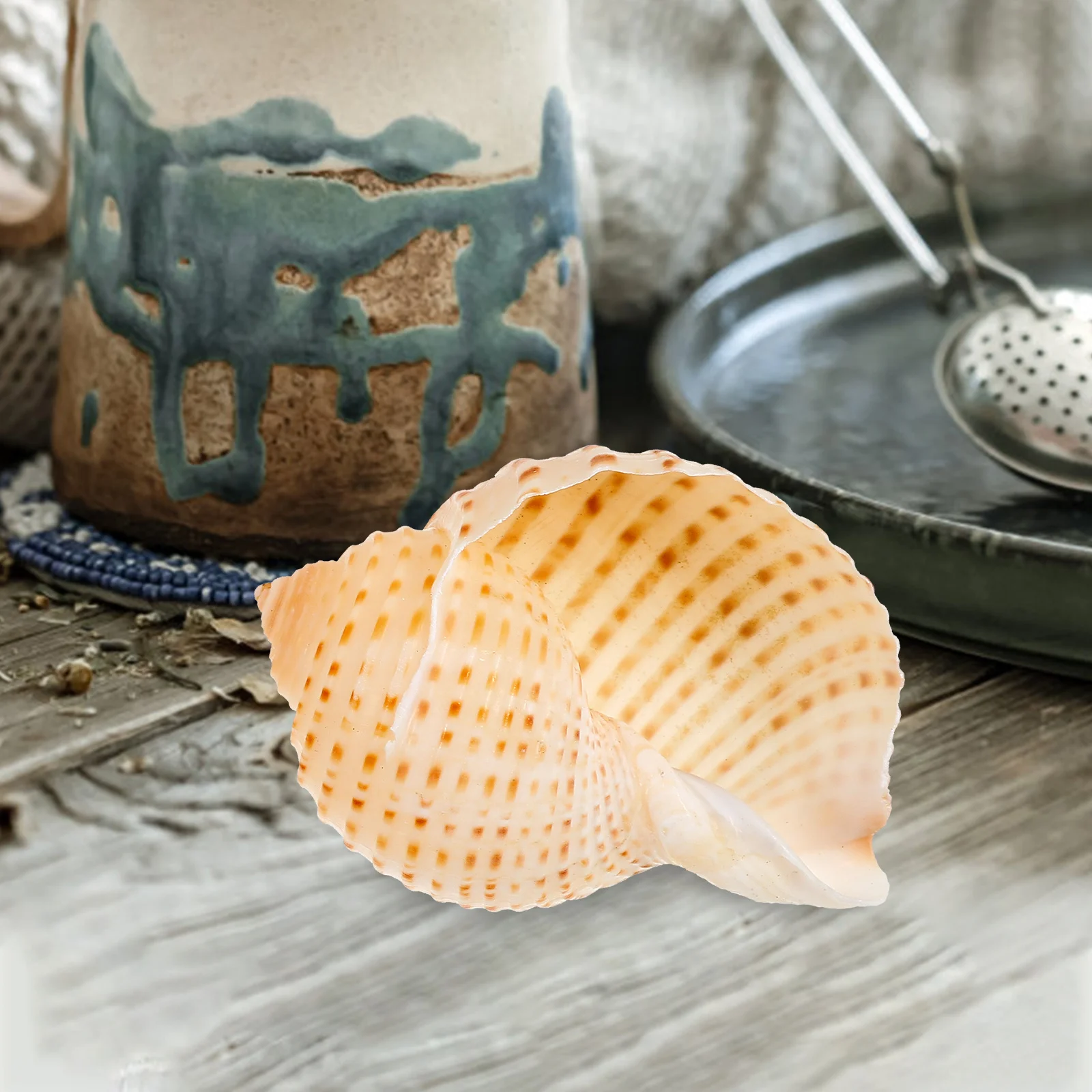 

3Pcs Aquarium Conch Natural Shell Decorations Fish Tank Craft DIY Creative Delicate Landscape Adorn Shell and Conch Landscaping