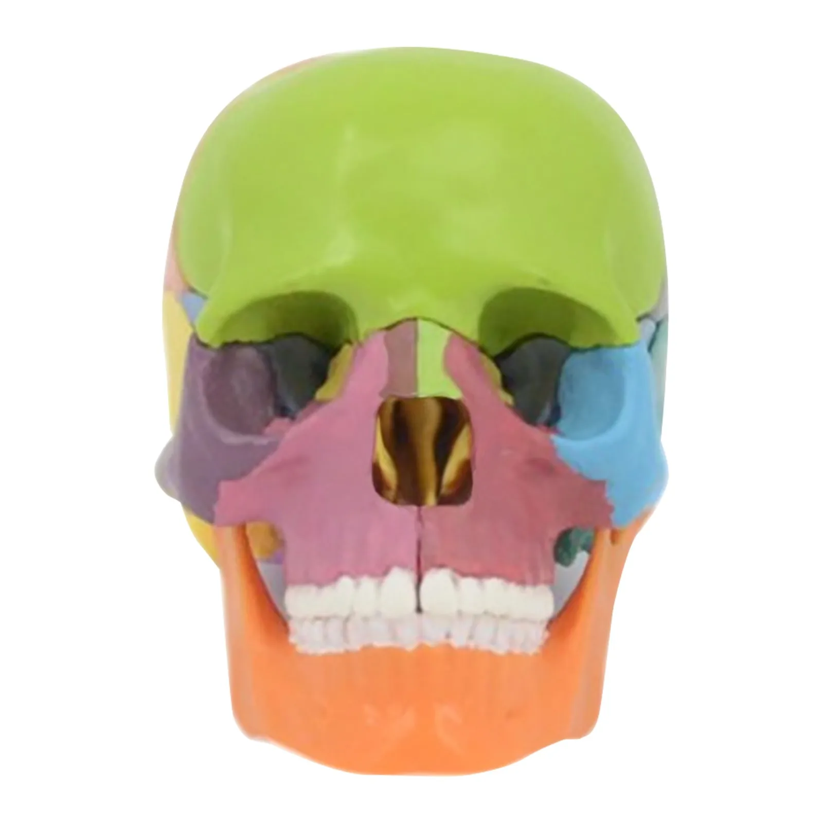 1PCS Desktop Ornaments Room Decors Detachable Human Skull Model Detachable And Assembled 4d Cap 1:2 Model 15 Parts