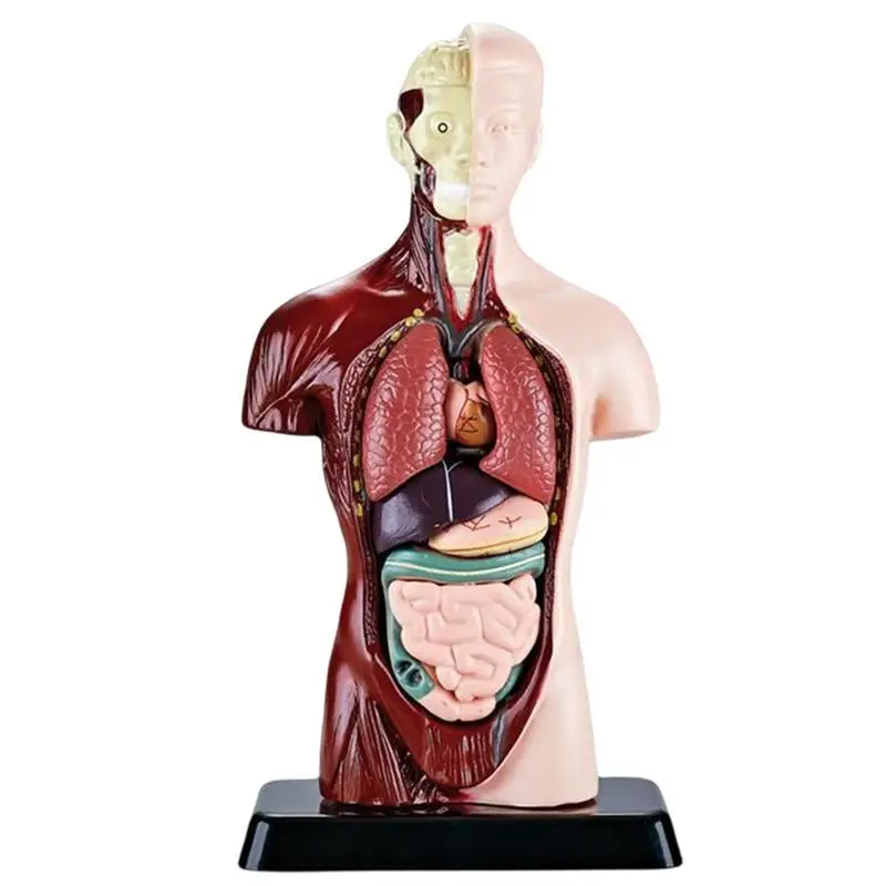 Human Torso Body Model 6 Removable Parts Education Organs Model Medicals Torso For School Teaching Anatomical Study And Science