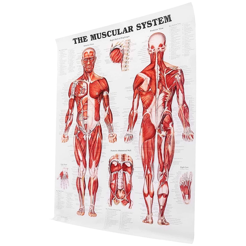 Cartaz de anatomia cerebral, gráfico de cérebro humano laminado de 2 pacotes, guia de referência rápida de medicamentos, humano