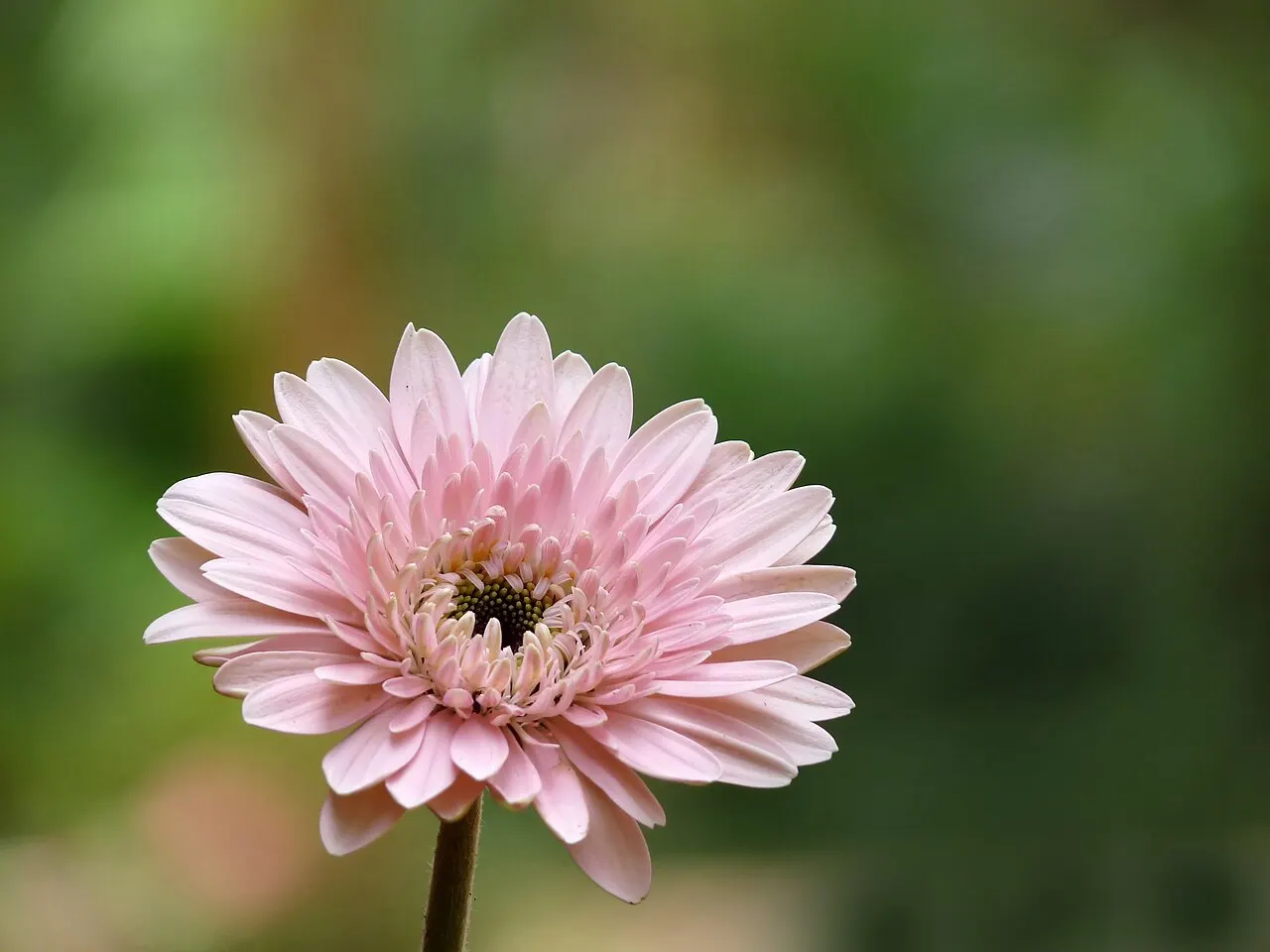 173 Uds. Semillas de Margarita Gigante Rosa Vibrante, Margarita Gigante de Colores Muy Vivos para Maceta, Jardín y Flor Cortada